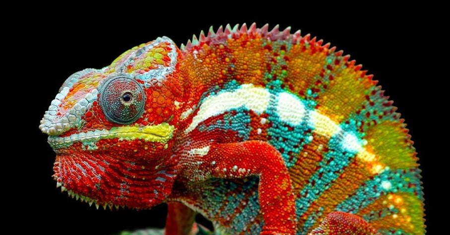 A colourful chameleon