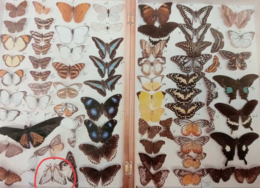 Box of 114 butterfly and moth specimens from India. Pinned in rows of various colours.