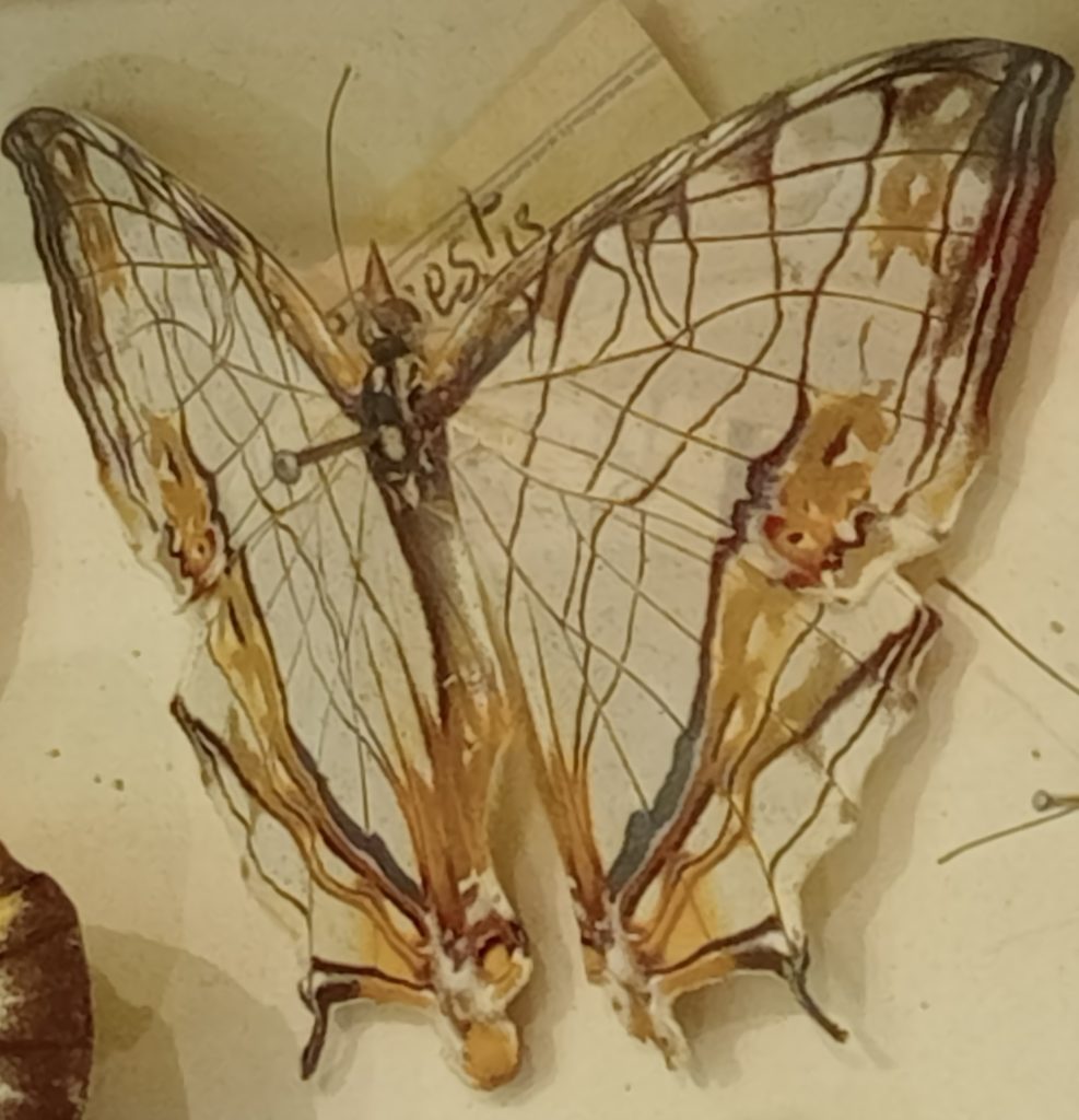 Close-up image of the Cyrestis thyodamas (Kumaon map butterfly) with delicate white, yellow and brown wings.