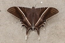 Close-up image of Lyssa zampa (Tropical Swallowtail Moth) with brown wings with white lines.