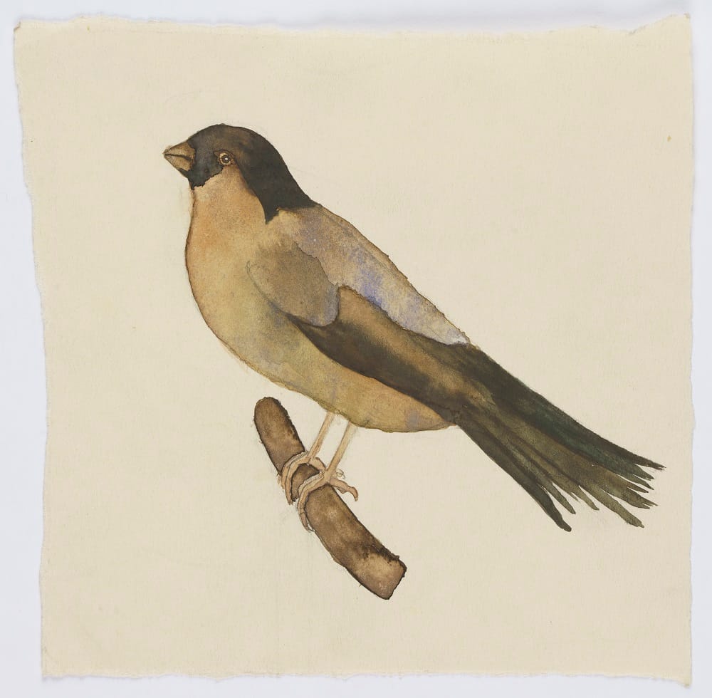 Watercolour painting of a bullfinch