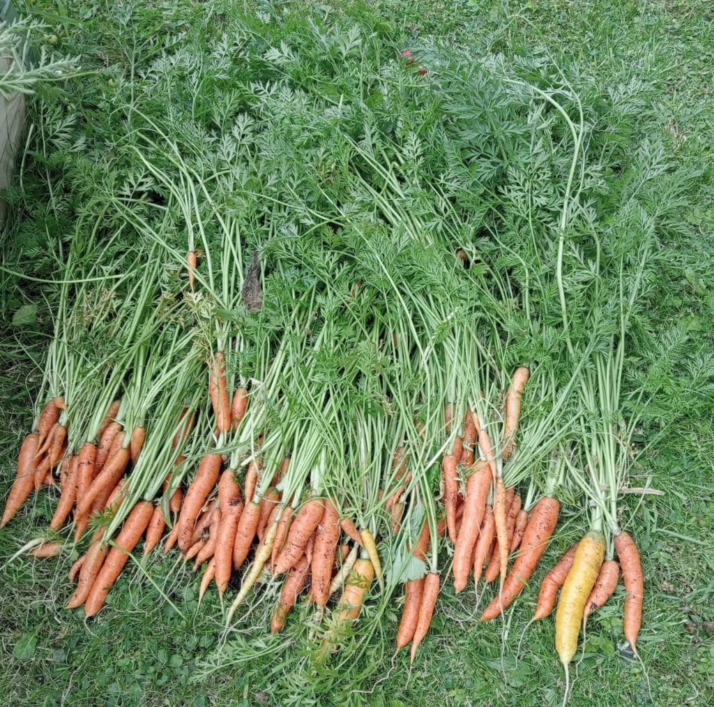 Carrots laid out on the ground