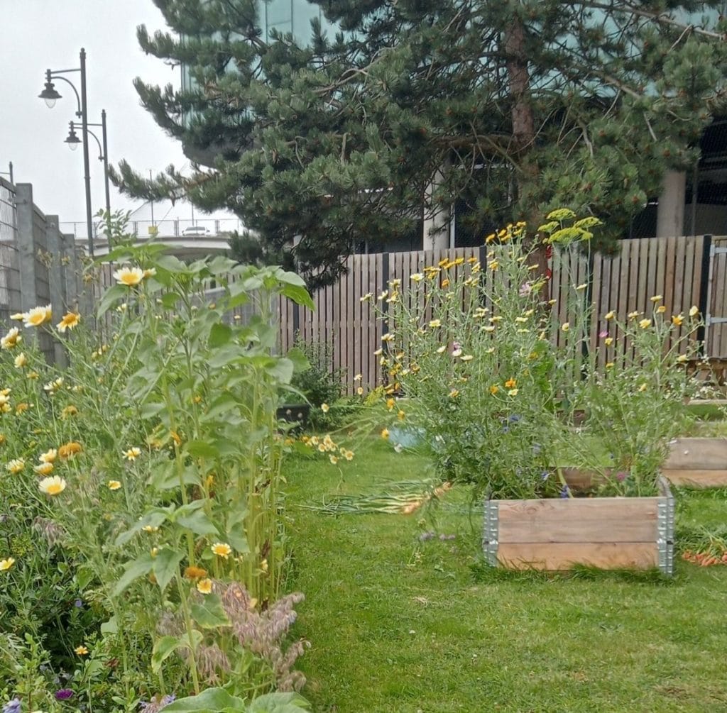 Wildflowers in the garden