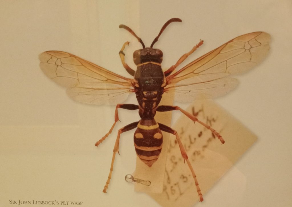 Pet wasp donated by Sir John Lubbock to The British Museum where she was prepared as a museum specimen. Shown pinned with museum label.