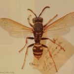 Pet wasp donated by Sir John Lubbock to The British Museum where she was prepared as a museum specimen. Shown pinned with museum label.