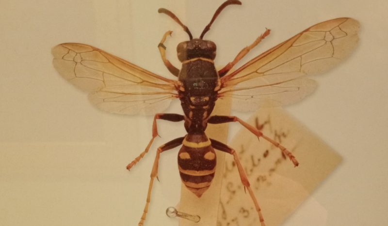 Pet wasp donated by Sir John Lubbock to The British Museum where she was prepared as a museum specimen. Shown pinned with museum label.