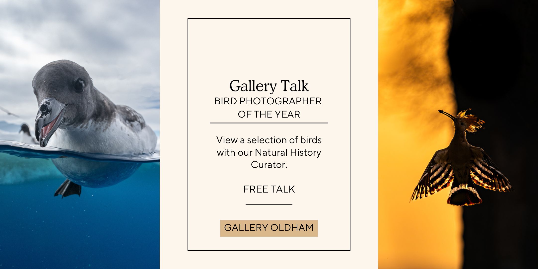 Bronze winner for Birds in the Environment and Gold winner for birds in flight from the exhibition advertising free gallery talk on 18 June 2025 at 2pm.