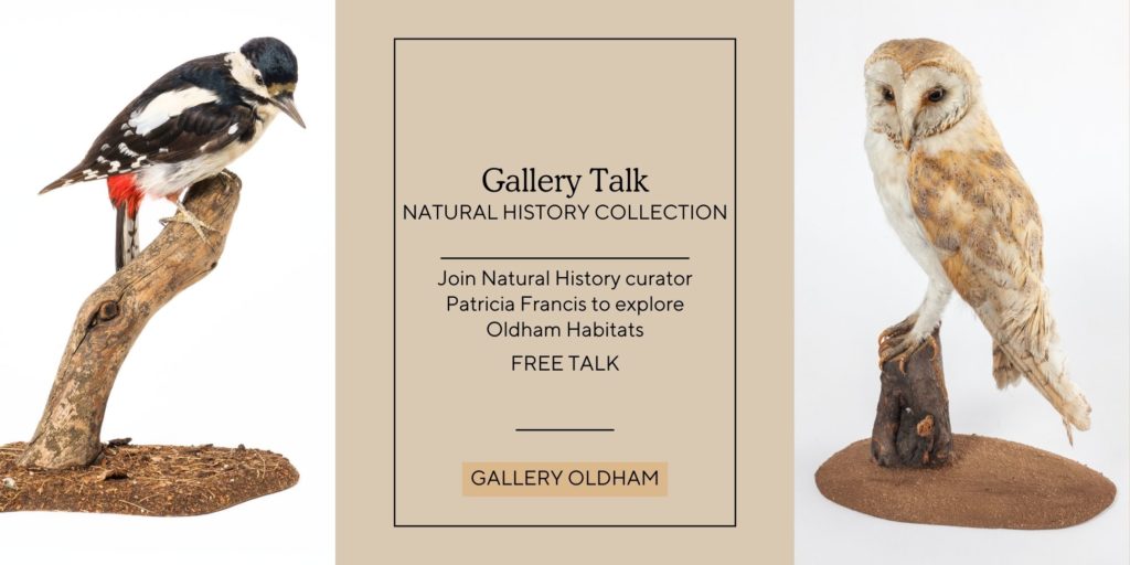 advert for Natural History Talk featuring a wagtail and owl image.